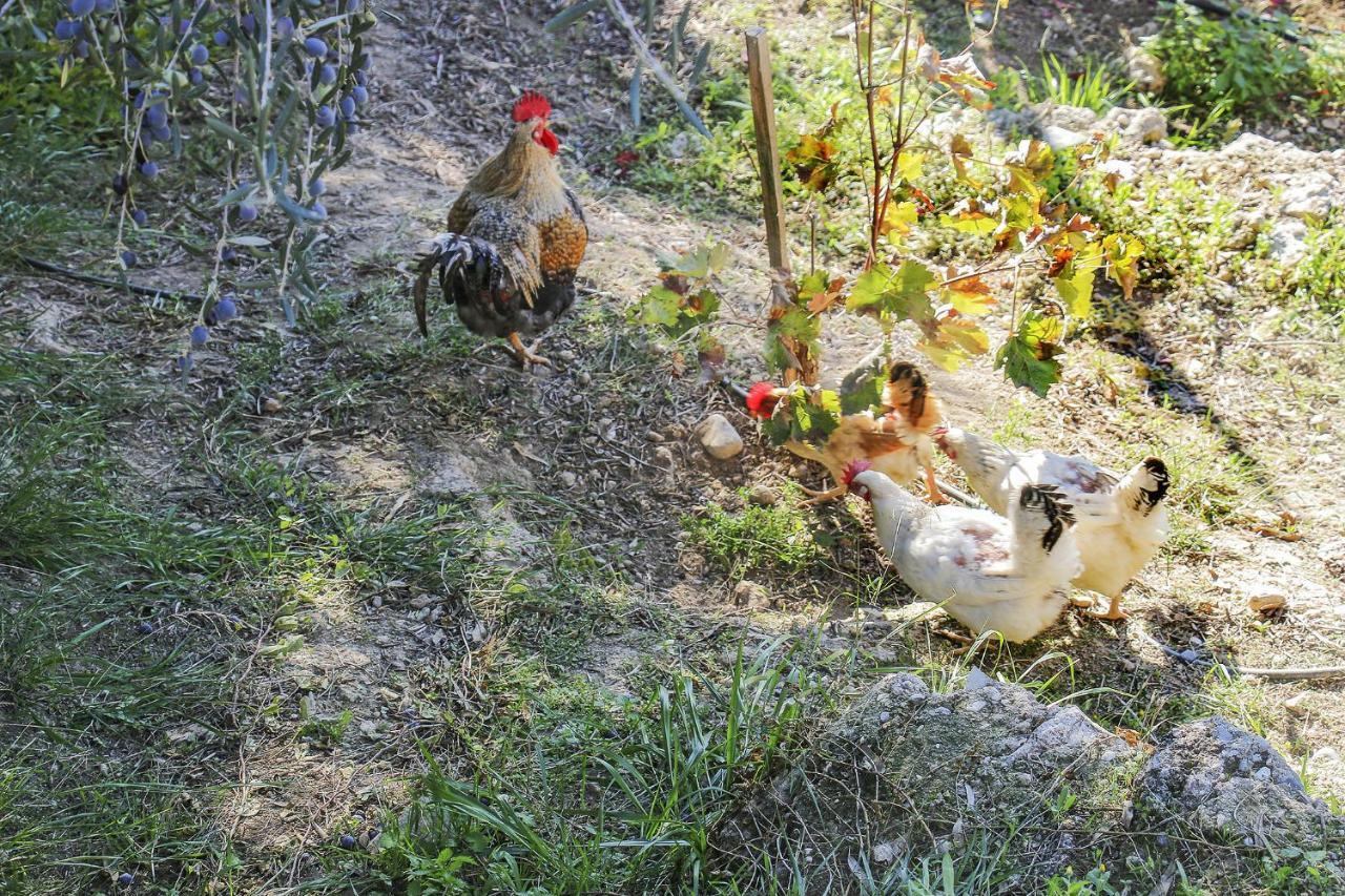 Ampelos Estate Ακράτα Εξωτερικό φωτογραφία