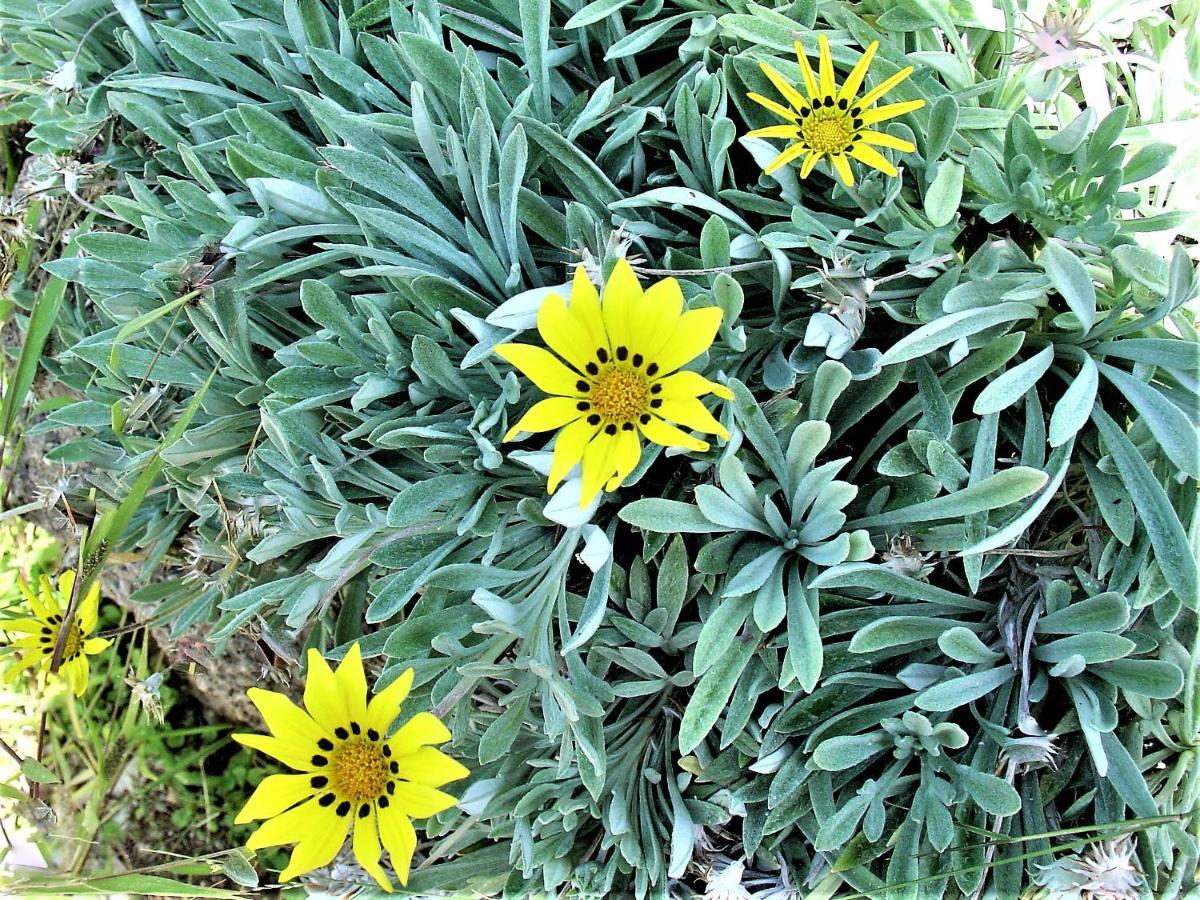Ampelos Estate Ακράτα Εξωτερικό φωτογραφία