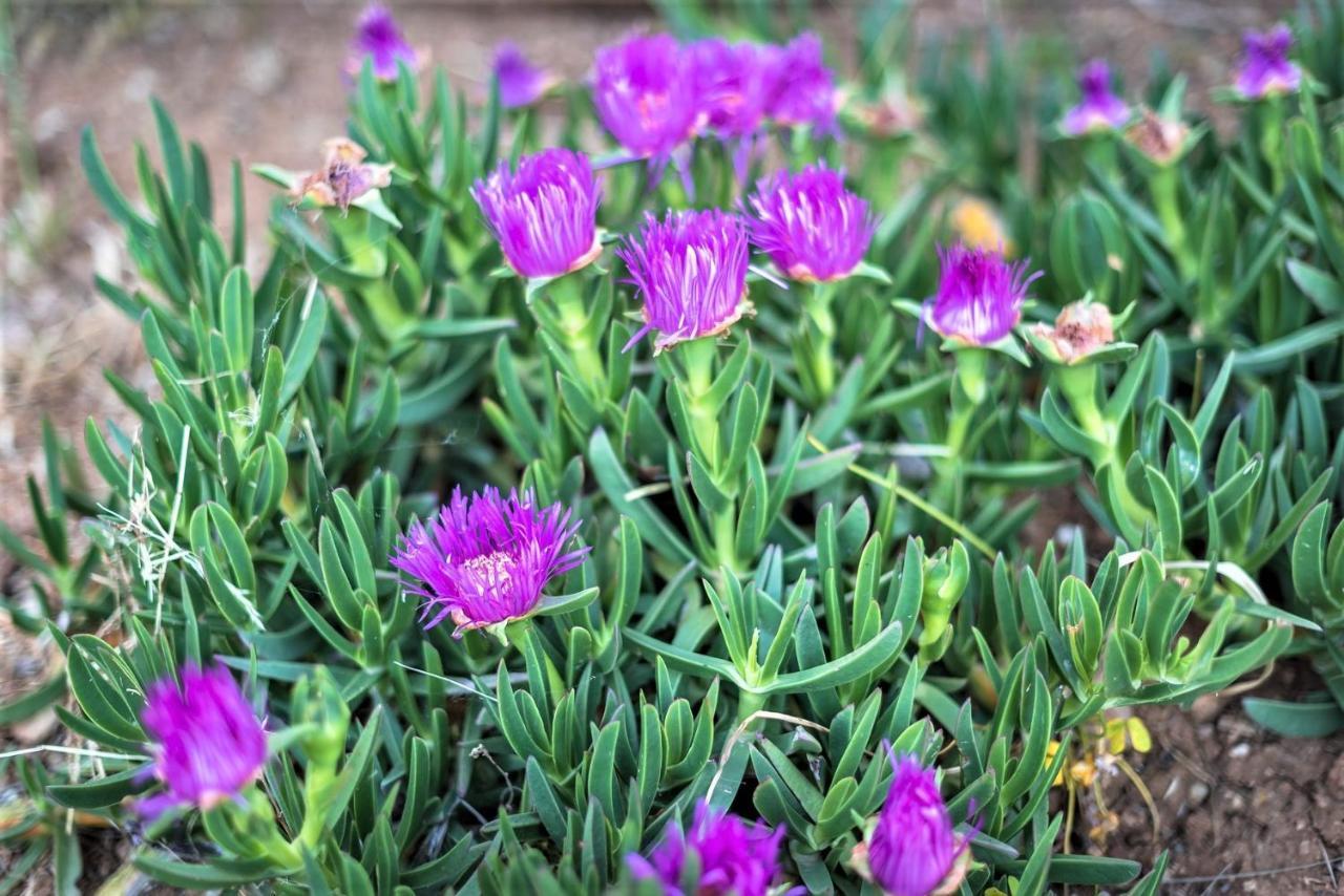 Ampelos Estate Ακράτα Εξωτερικό φωτογραφία