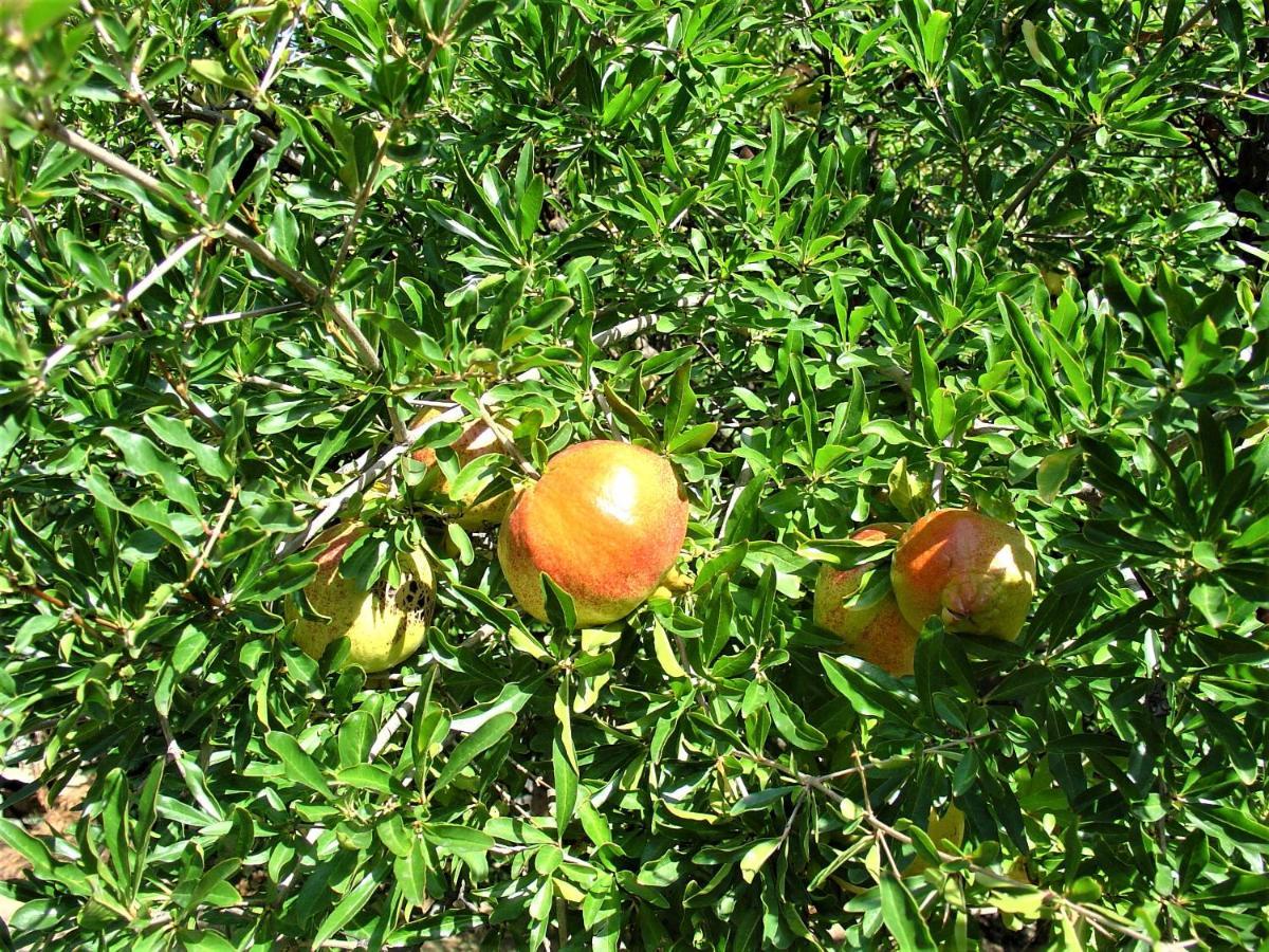 Ampelos Estate Ακράτα Εξωτερικό φωτογραφία