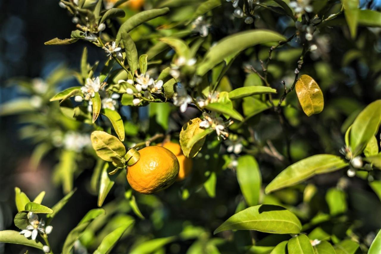 Ampelos Estate Ακράτα Εξωτερικό φωτογραφία
